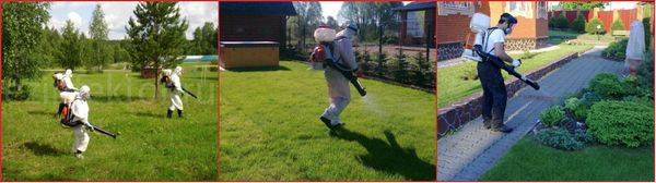 Почему дачникам важно обратить внимание на проблему вредителей